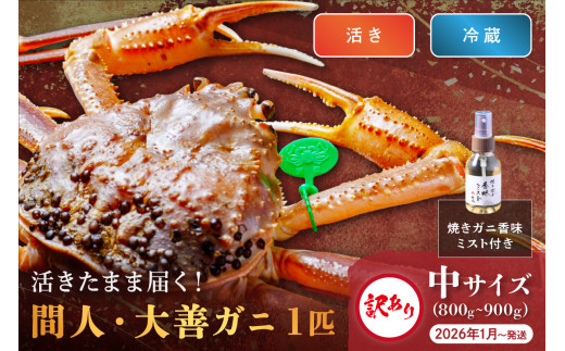 訳あり　【蟹の匠 魚政】京丹後市産 活きたまま届く！　間人ガニ大善ガニ　中サイズ (800~900g) 1匹　香味ミスト付き　(2026年1月～発送)