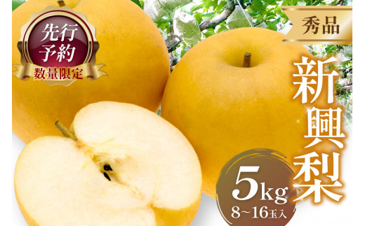 【先行予約／数量限定50】新興梨 秀品 5kg（8～16玉入り）（2026年10月上旬～発送）