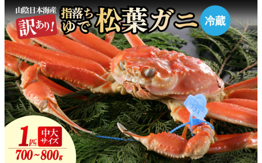 【訳あり！指落ち松葉がに】山陰沖ゆで松葉がに 700ｇ～800ｇ 中大サイズ（1月～3月発送）／北畿水産