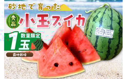 【先行予約／数量限定200】にしまるスイカ 秀品 1玉入り（露地栽培）（2026年7月中旬から発送）