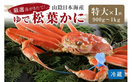 かに卸問屋がお届け・自社釜ゆで！山陰沖ゆで松葉がに 900ｇ～1ｋｇ 特大サイズ（11月発送）／北畿水産