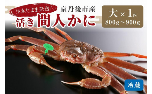 かに卸し問屋がお届け・浜競り厳選！幻の活間人ガニ 800ｇ～900ｇ 大サイズ（11月発送）／北畿水産