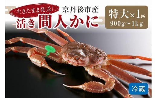 かに卸し問屋がお届け・浜競り厳選！幻の活間人ガニ 900ｇ～1ｋｇ 特大サイズ（11月発送）／北畿水産
