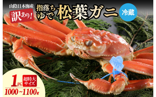 【訳あり！指落ち松葉がに】山陰沖ゆで松葉がに 1ｋｇ～1.1ｋｇ 超特大サイズ（1月～3月発送）／北畿水産