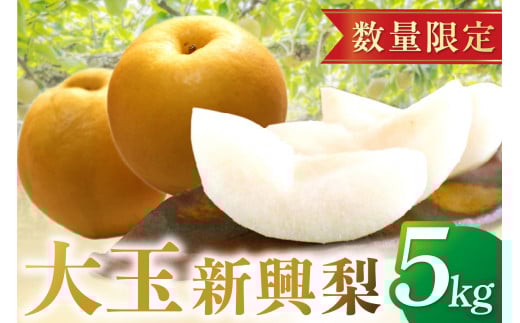 【先行予約／数量限定150】京丹後産・大玉 新興梨 5kg（6玉～10玉）（2026年10月中旬から発送）　JK00037