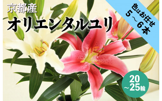 京丹後オリエンタルユリ　色お任せ5~6本（20～25輪）（2026年11月下旬～発送）　NG00012