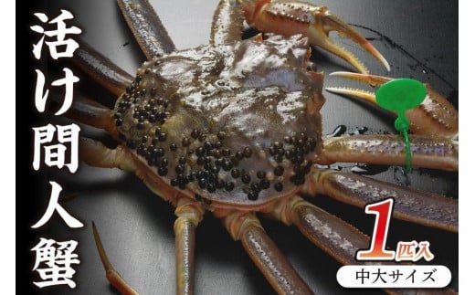 京丹後市産 活け間人蟹【厳選】中大サイズtaizakani800　間人がに 間人ガニ 間人蟹 たいざがに たいざガニ