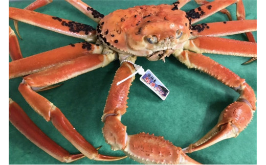 日本海冬の味覚！茹で松葉ガニ800g前後×1