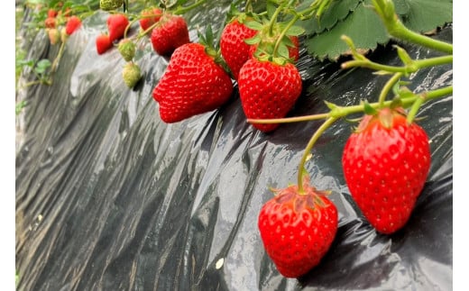 【先行予約／数量限定50】京都丹後産 桐箱入り贈答用完熟大粒いちご 300g（2026年1月中旬～発送）