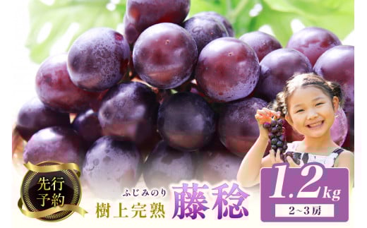 【先行予約】樹上完熟藤稔 1.2kg（2～3房入り）（2026年8月中旬～発送）