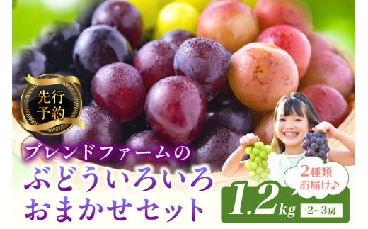 【先行予約】ブレンドファームのぶどういろいろおまかせセット（2026年8月下旬～発送）