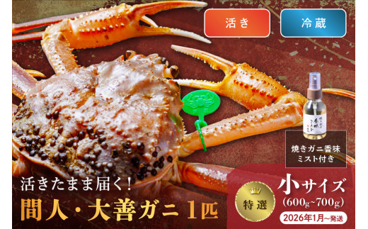 【蟹の匠 魚政】京丹後市産 活きたまま届く！　間人ガニ大善ガニ 特撰 小サイズ（600～700g) 1匹　香味ミスト付き　(2026年1月～発送)