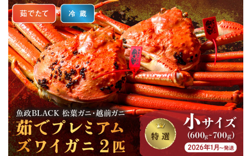 【蟹の匠 魚政】茹で　プレミアムズワイガニ 魚政BLACK（松葉ガニ・越前ガニ）特撰 小サイズ（600～700g） 2匹セット　 (2026年1月～発送)