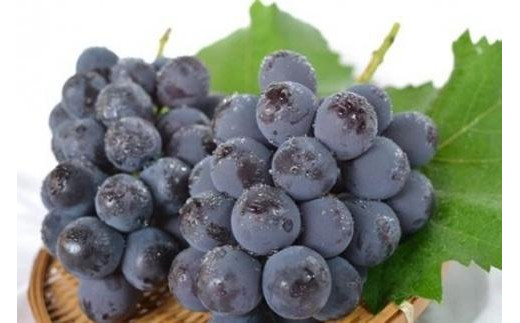 【先行予約】樹上完熟種無しピオーネ1.2kg（2～3房）（2026年9月下旬～発送） ふるさと納税 ぶどう ブドウ 葡萄 ふるさと納税 先行予約 ふるさと納税 フルーツ くだもの 果物