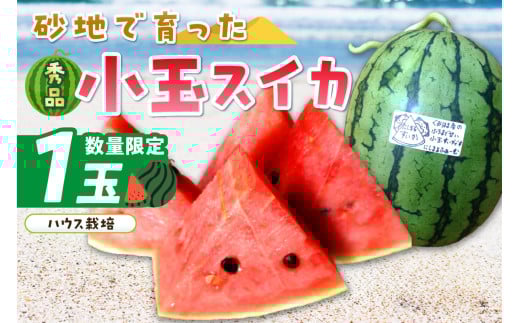 【先行予約／数量限定100】にしまるスイカ 秀品 1玉入り（ハウス栽培）（2026年6月中旬から発送）