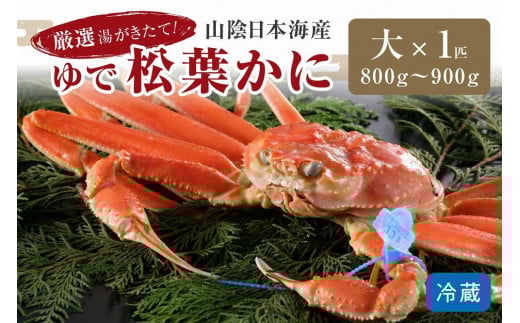 かに卸問屋がお届け・自社釜ゆで！山陰沖ゆで松葉がに 800ｇ～900ｇ 大サイズ（1月～3月発送）／北畿水産