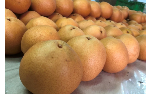 【先行予約／数量限定20】晩三吉梨 優品 5kg（8～16玉入り）（2026年1月上旬～発送）