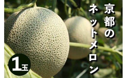 【先行予約／数量限定100】アールスメロン（ネットメロン） 1玉（2026年7月上旬～発送）