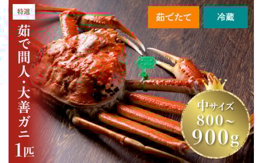 【蟹の匠 魚政】京丹後市産 未冷凍 茹で間人ガニ大善ガニ 特撰 中サイズ（800～900g）1匹(2026年1月～発送)