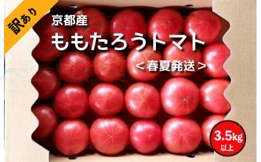 【先行予約】高糖度　ももたろうトマト（春夏発送）　訳あり　3.5キロ以上　不揃い