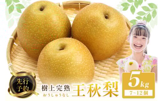 【先行予約】樹上完熟 王秋梨 5kg（7～12個）（2026年12月上旬～発送） 果物 梨 和梨 王秋 国産 5kg 先行予約 期間限定 ふるさと納税 フルーツ ふるさと納税 なし ふるさと納税 梨 農家直送 果樹園直送 生産者応援 農家応援 送料無料