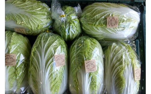 【先行予約】京丹後冬鍋野菜セット（2026年11月上旬～発送）