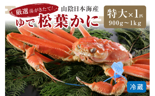かに卸問屋がお届け・自社釜ゆで！山陰沖ゆで松葉がに 900ｇ～1ｋｇ 特大サイズ（12月発送）／北畿水産