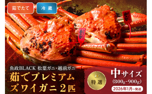 【蟹の匠 魚政】茹で　プレミアムズワイガニ 魚政BLACK（松葉ガニ・越前ガニ）特撰 中サイズ（800～900g） 2匹セット　 (2026年1月～発送)