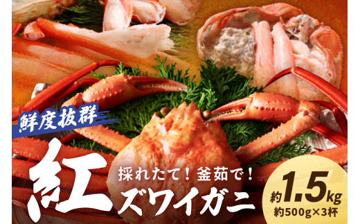 採れたて！釜茹で！ 紅ズワイガニ 3杯