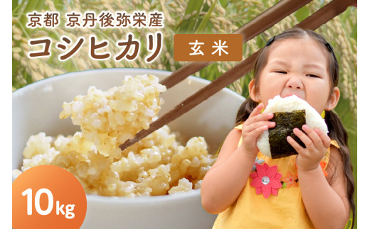 【先行予約】丹後弥栄産コシヒカリ（玄米10kg） コシヒカリ 玄米 おこめ おにぎり 京都産 お米 ふるさと納税 こしひかり