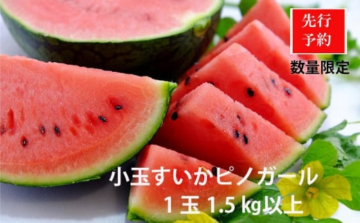 【先行予約】今話題の小玉スイカピノガール 1玉（1.5kg以上）（2026年7月上旬～発送） 果物 くだもの すいか スイカ 西瓜 甘い ふるさと納税 スイカ ふるさと納税 フルーツ ふるーつ 甘い 農家直送 果樹園直送 生産者応援 農家応援
