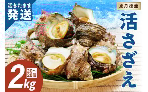 最高鮮度の生きたまま発送！日本海荒波育ち京丹後産さざえ2kg/北畿水産