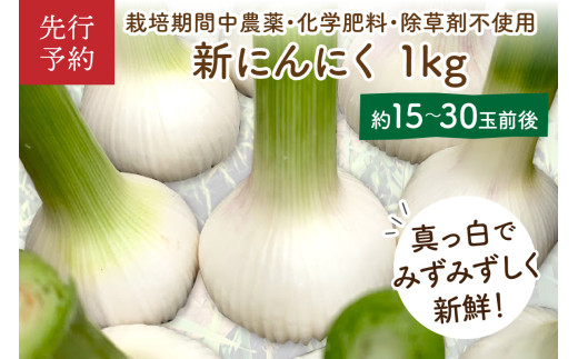 【先行予約／数量限定40】新にんにく1kg（15玉～30玉前後） にんにくコンフィレシピ付き（栽培期間中農薬・化学肥料・除草剤不使用）（2026年6月上旬～発送）
