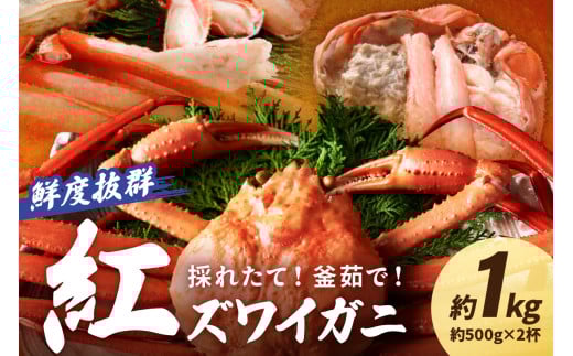採れたて！釜茹で！ 紅ズワイガニ 2杯