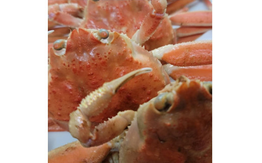 「訳あり」茹でセコガニ（コッペガニ）150g前後×3杯セット