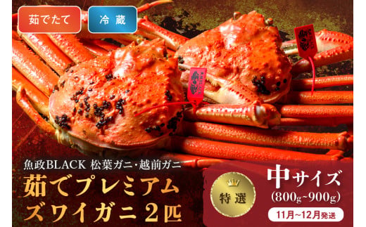【蟹の匠 魚政】茹で　プレミアムズワイガニ 魚政BLACK（松葉ガニ・越前ガニ）特撰 中サイズ（800～900g） 2匹セット　(11月～12月発送)