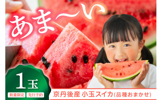 【先行予約】みんな大好き！甘～ぃ！シャリ美味！！京丹後産小玉スイカ！！1玉（ひとりじめ、姫甘泉、ひめまくら、砂丘たまごから1種類）（2026年7月上旬～発送）　YK00532