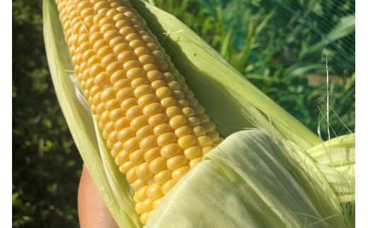 ＜てんとうむしばたけ＞有機とうもろこし5本　有機野菜 甘い 野菜 ふるさと納税 とうもろこし 期間限定 とうもろこしごはん かき揚げ 有機 オーガニック 産地直送 旬野菜 旬 コーン バター ペッパーランチ シャキシャキ 弾ける 丸ごと かぶりつき