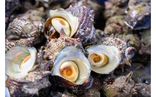 BBQに最適！　天然サザエ　ボイル済み　1.6K　中サイズ（16～21個）　※万能ダシ付き