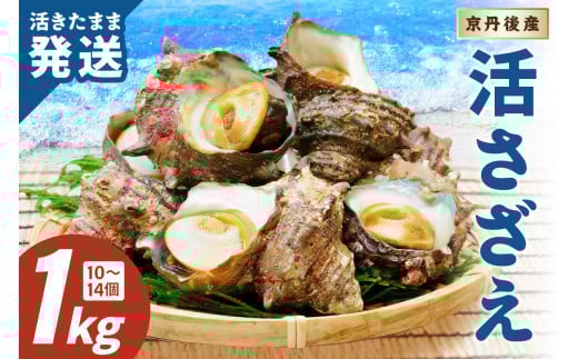 【北畿水産　活きたまま発送】京丹後産さざえ1kg（10個から14個）