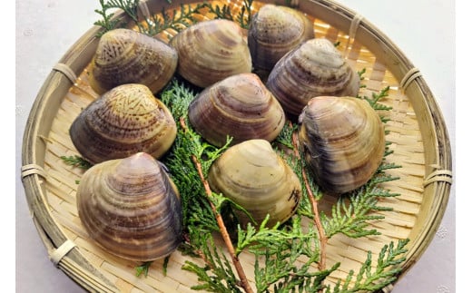 畜養活はまぐり 1kg