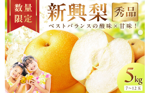 【先行予約／数量限定500】新興梨（秀品） 5kg（7～12玉）（2026年9月下旬～発送）