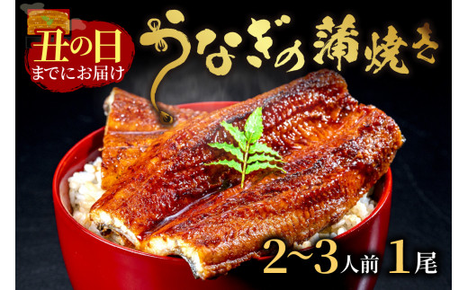 【土用の丑の日までに届く！】うなぎの蒲焼き2～3人前(1尾) 鰻 蒲焼 かばやき タレ鰻 国産 惣菜 京都 ギフト 贈り物 国産うなぎ 炭火焼 ふっくら 夏バテ防止 うな丼 うな重 鰻重 お茶漬け 山椒