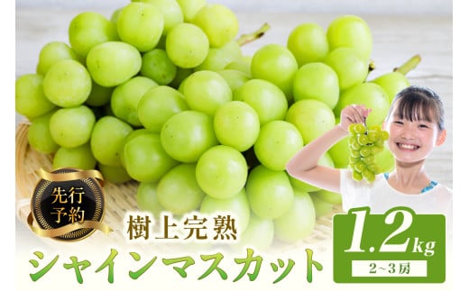 【先行予約】樹上完熟 シャインマスカット 1.2kg（2～3房）（2026年9月中旬～発送）