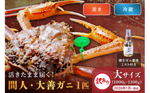 訳あり　【蟹の匠 魚政】京丹後市産 活きたまま届く！　間人ガニ大善ガニ　大サイズ (1000~1100g) 1匹　香味ミスト付き　(2026年1月～発送)