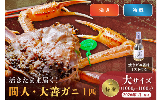 【蟹の匠 魚政】京丹後市産 活きたまま届く！　間人ガニ大善ガニ 特撰 大サイズ（1000～1100g) 1匹　香味ミスト付き　(2026年1月～発送)