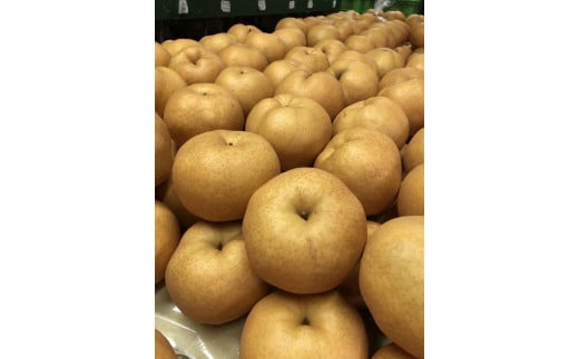 【先行予約／数量限定100】【訳あり】愛宕梨 優品 5kg（5～12玉入り）（2026年11月下旬～発送）国産 あたご梨 5〜12 個  梨 なし 期間限定 ふるさと 納税 訳あり 規格外 フルーツ くだもの 果物 傷 農家直送 ふるさと納税 梨 訳あり