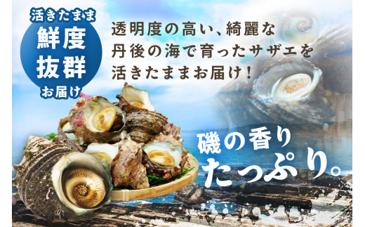 最高鮮度の生きたまま発送！日本海荒波育ち京丹後産さざえ2kg/北畿水産 貝類 魚介類 さざえ サザエ 京丹後産 活サザエ お刺身 刺身 さしみ 美味しい 壺焼きふるさと納税 さざえ ふるさと納税 活さざえ ふるさと納税 さざえ　HK00271