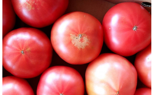 【先行予約】高糖度　ももたろうトマト（春夏発送）　訳あり　3.5キロ以上　不揃い