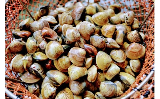 畜養活はまぐり 1.5kg
